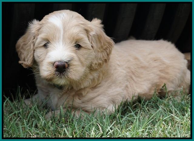 Ivory Talon pups 5 wks old 261