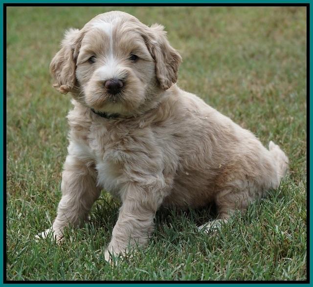 Ivory Talon pups 5 wks old 271