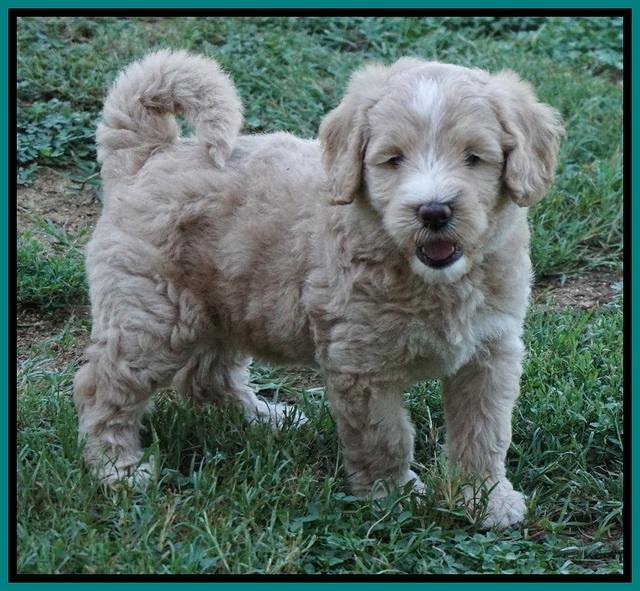 Ivory Talon pups 6 wks old291