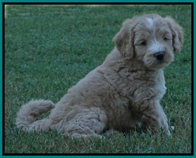 Ivory Talon pups 6 wks old301