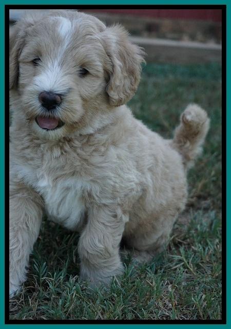 Ivory Talon pups 6 wks old311