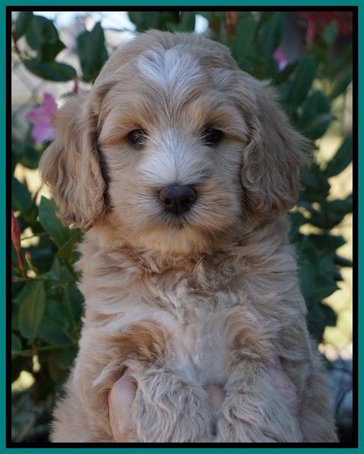 Ivory Talon pups 7 wks old 171