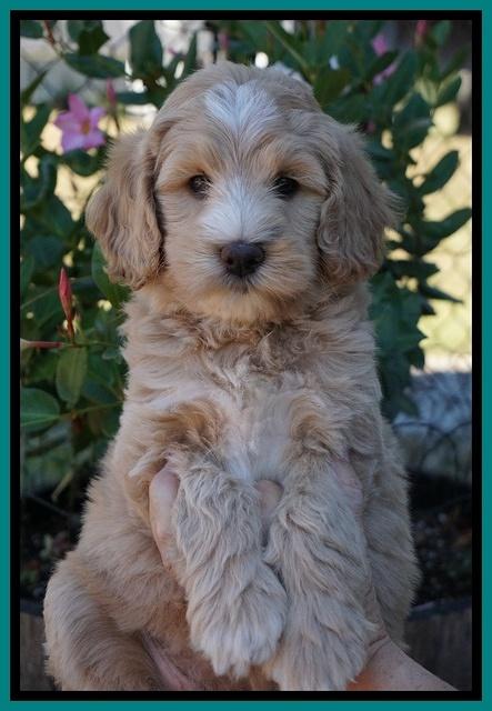 Ivory Talon pups 7 wks old 181