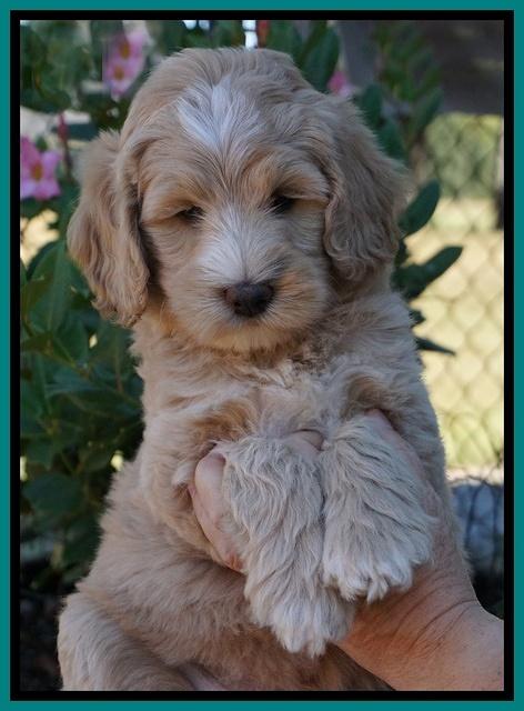 Ivory Talon pups 7 wks old 191
