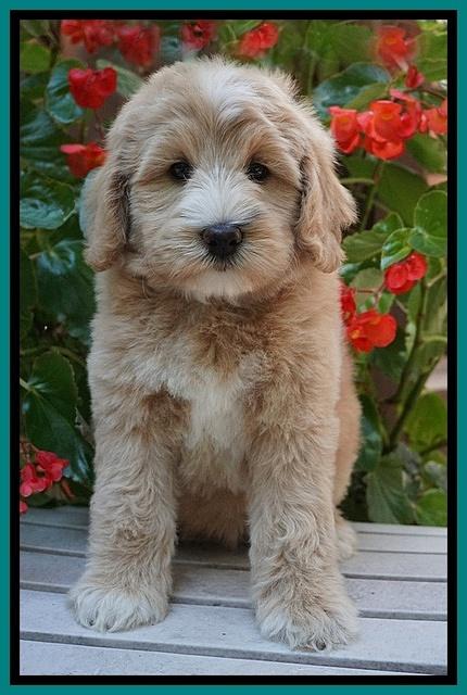 Ivory Talon pups 8 wks old31