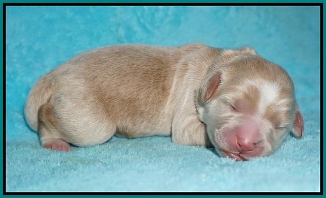 Ivory Talon pups newborn 1 day old 151