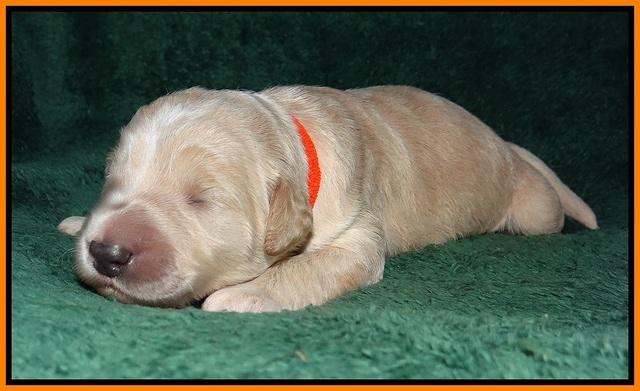 Ivory Talon pups 1 wk old22!