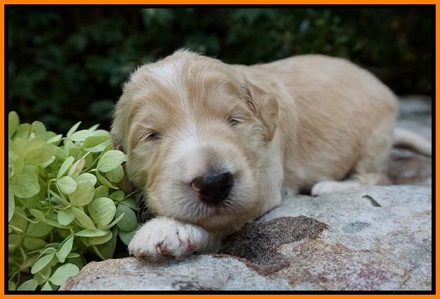 Ivory Talon pups 2 wks old 201