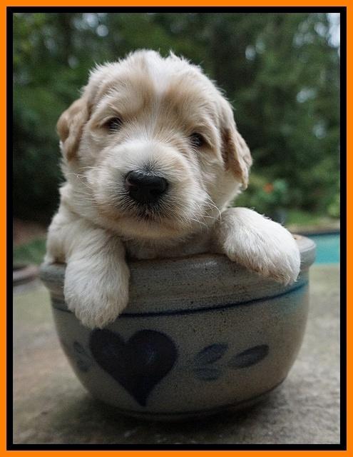 Ivory Talon pups 3 wks old 231