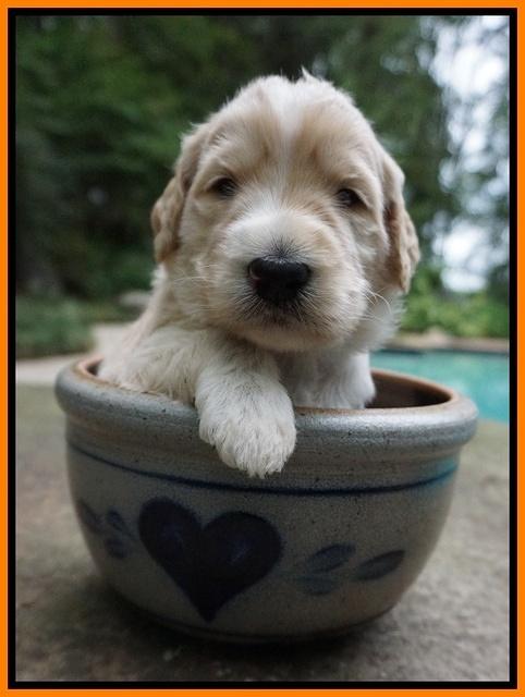 Ivory Talon pups 3 wks old 251