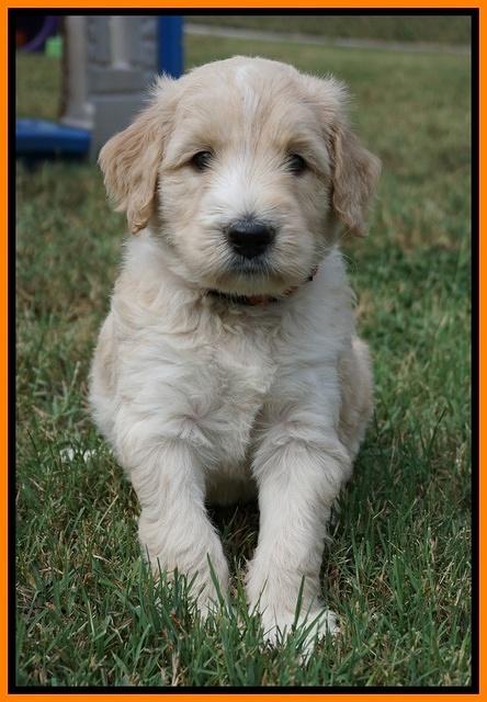 Ivory Talon pups 5 wks old 301