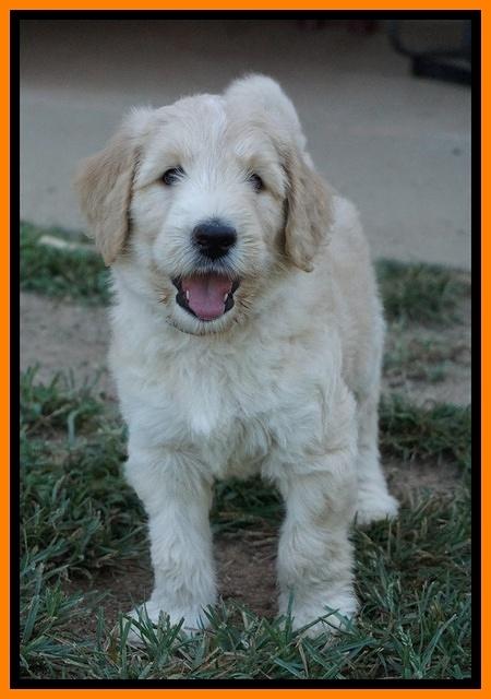Ivory Talon pups 6 wks old321