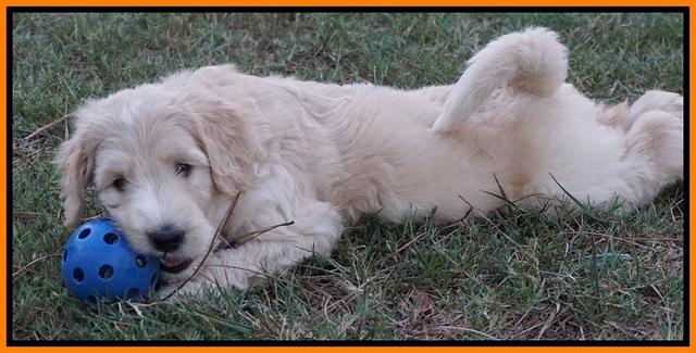 Ivory Talon pups 6 wks old351