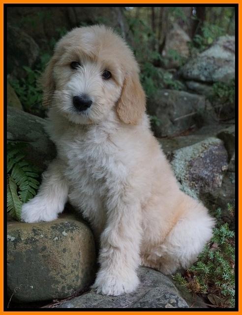 Ivory Talon pups 8 wks old171