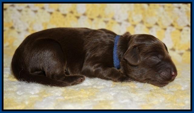Biscuit Flicker newborn 1 day old 71