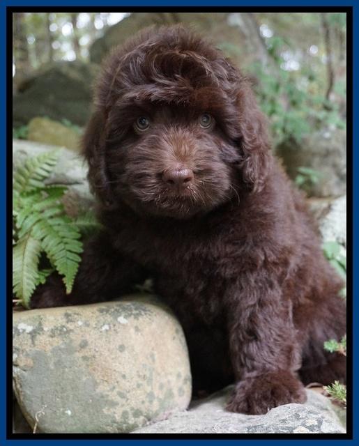 Biscuit Flicker pups 8 weeks old 151