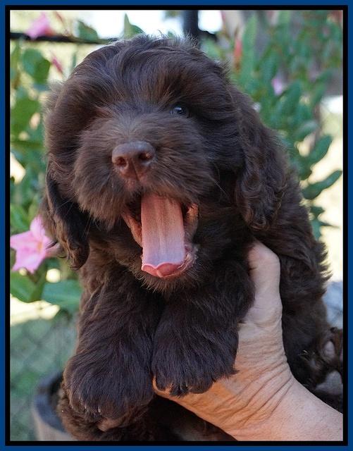 Bosciot Flicker pups 7 wks old 51