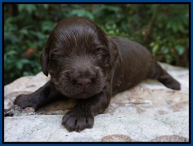 Busciut Flicker pups 2 wks old 51