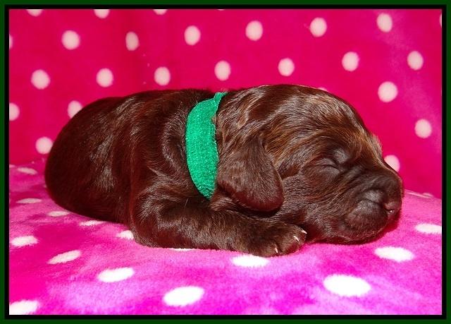 Biscuit Flicker pups 1 wk old 41