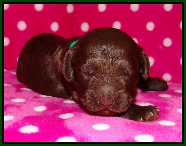 Biscuit Flicker pups 1 wk old 51