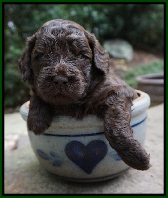 Biscuit Flicker pups 3 wks old 61
