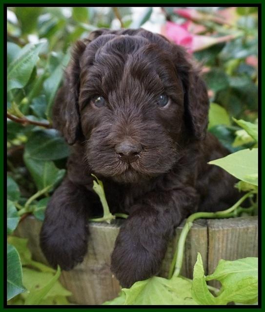 Biscuit Flicker pups 4 weeks old 41