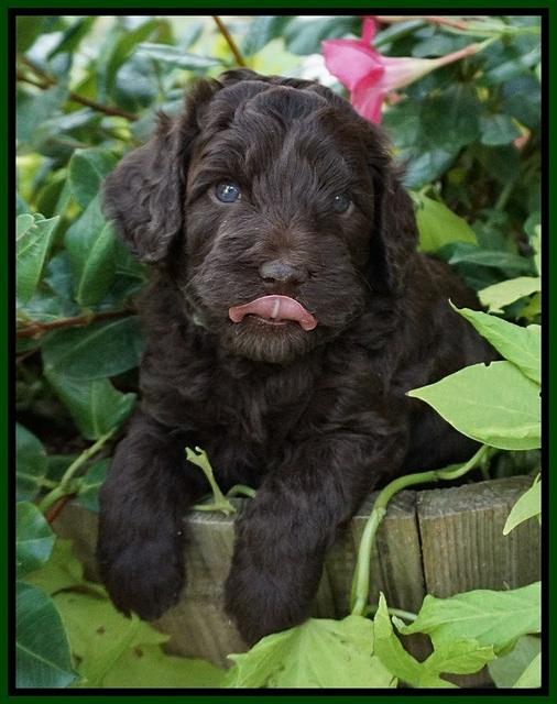 Biscuit Flicker pups 4 weeks old 51