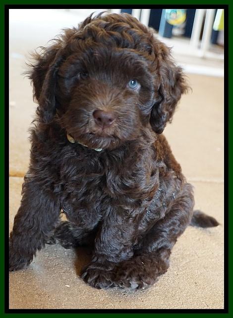 Biscuit Flicker pups 6 wks old71