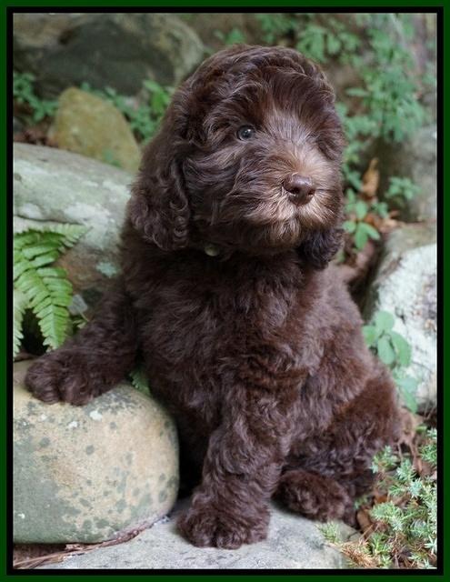 Biscuit Flicker pups 8 weeks old 191