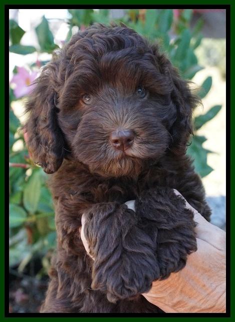 Bosciot Flicker pups 7 wks old 81