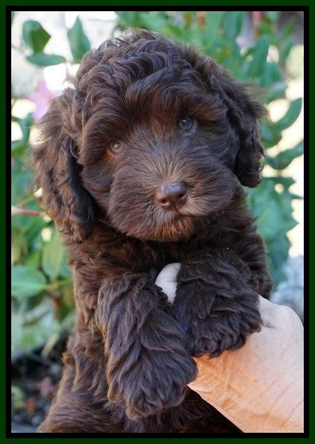 Bosciot Flicker pups 7 wks old 91