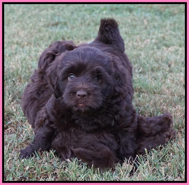 Biscuit Flicker pups 6 wks old111