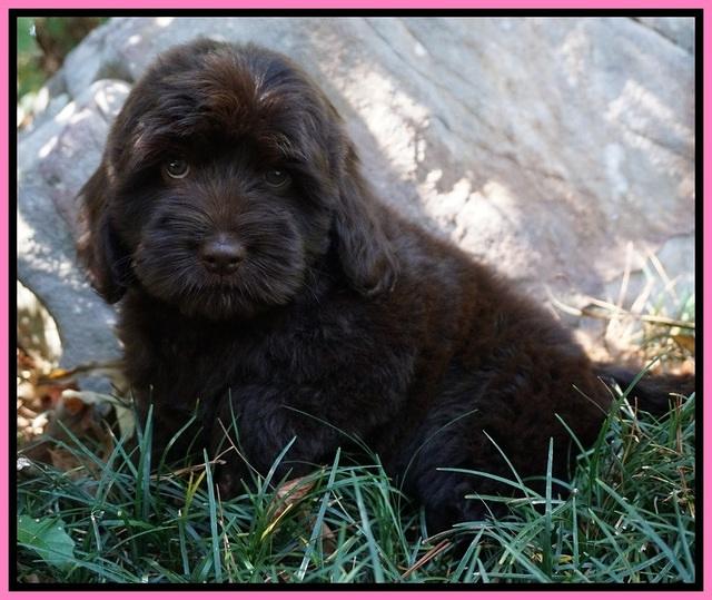 Biscuit Flicker pups 8 weeks old 41