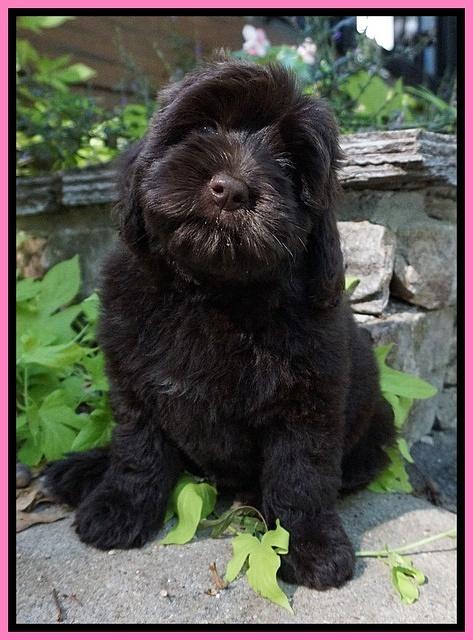 Biscuit Flicker pups 8 weeks old 51