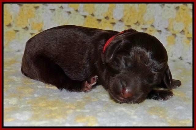 Biscuit Flicker newborn 1 day old 111