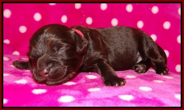 Biscuit Flicker pups 1 wk old 91