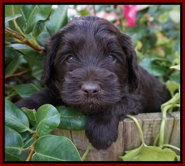 Biscuit Flicker pups 4 weeks old 111