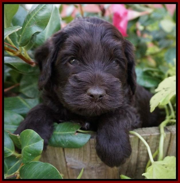 Biscuit Flicker pups 4 weeks old 121