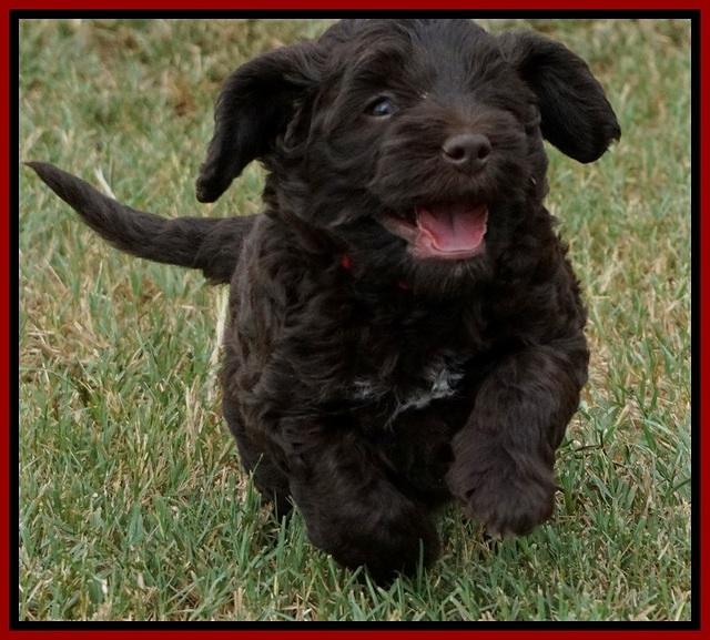 Biscuit Flicker pups 5 wks old 161