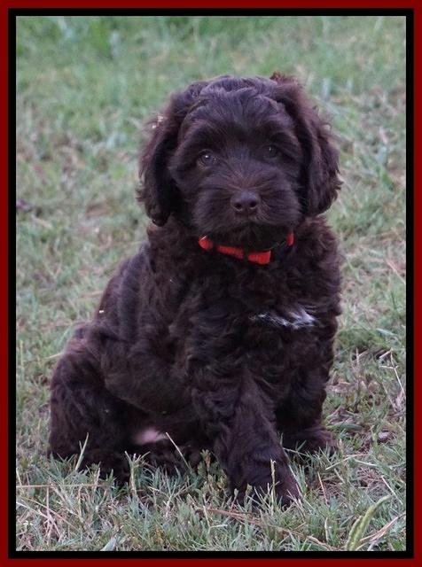Biscuit Flicker pups 6 wks old131