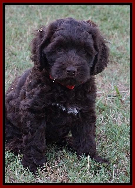 Biscuit Flicker pups 6 wks old141