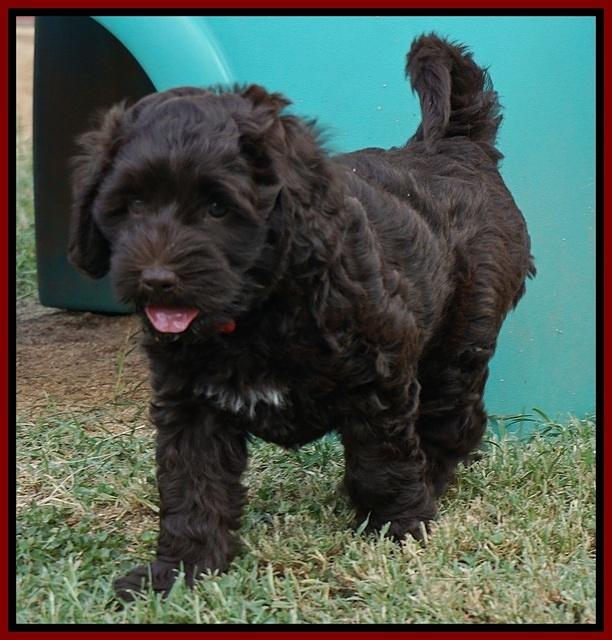 Biscuit Flicker pups 6 wks old161