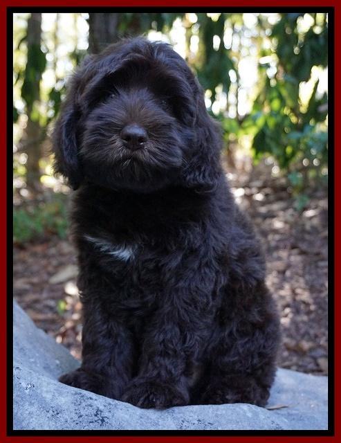 Biscuit Flicker pups 8 weeks old 121