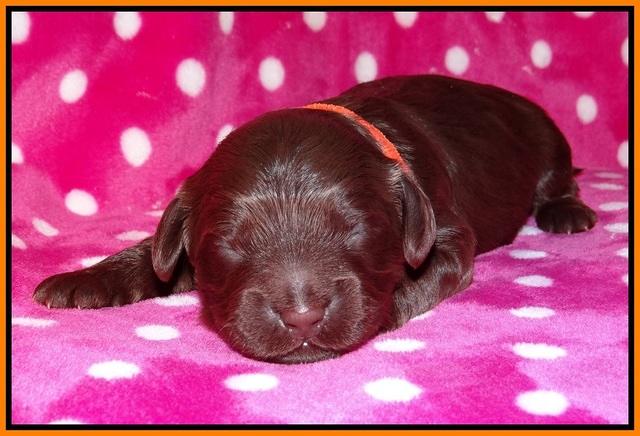 Biscuit Flicker pups 1 wk old 131