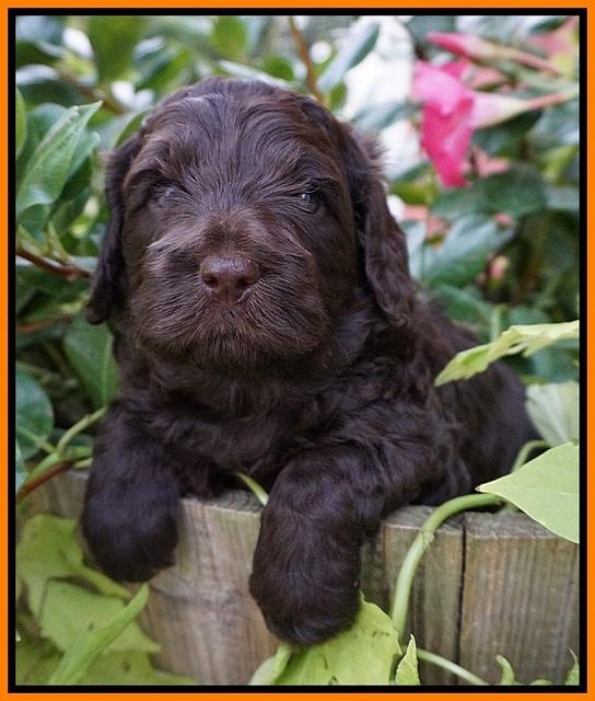 Biscuit Flicker pups 4 weeks old 151