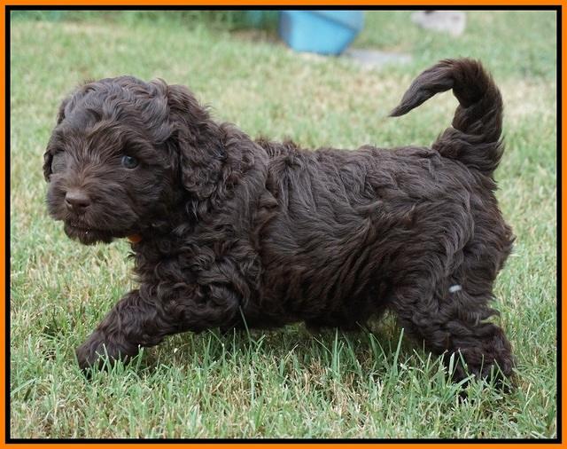 Biscuit Flicker pups 5 wks old 201