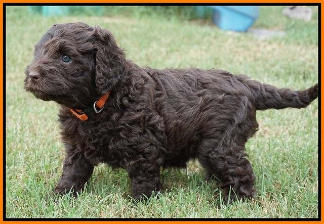Biscuit Flicker pups 5 wks old 211