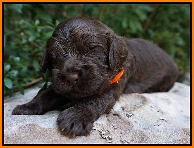 Busciut Flicker pups 2 wks old 171