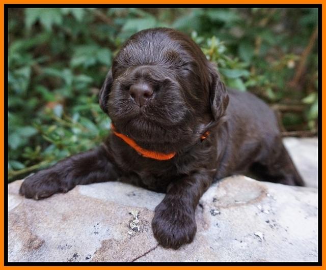 Busciut Flicker pups 2 wks old 181