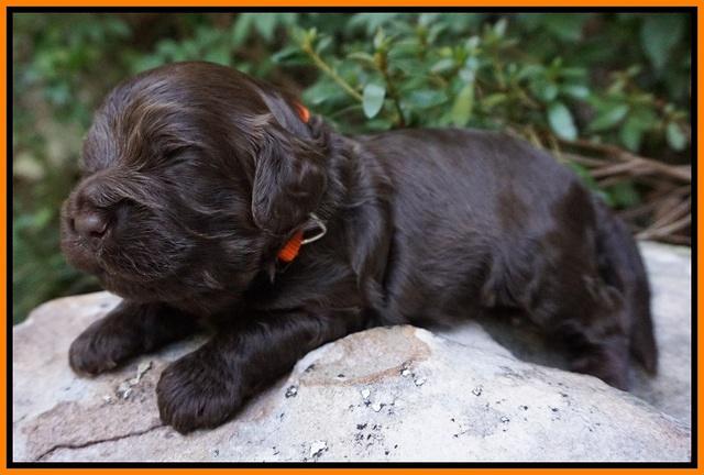 Busciut Flicker pups 2 wks old 191